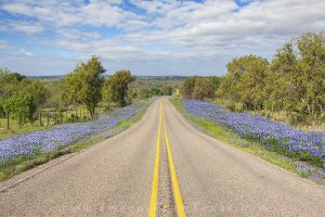 Along a colorful backroad in the Texas Hill Country, bluebonnets fill the roadsides on a wonderful spring morning.