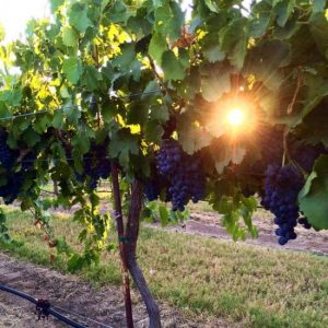 tx-grapecreek_550